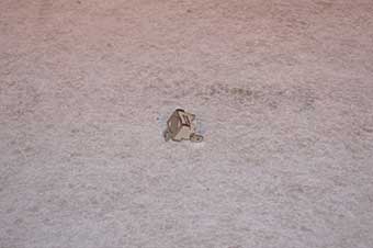 Arthur martin regulateur de temperature 3570560049 pour four - cuisiniere ekc607701w